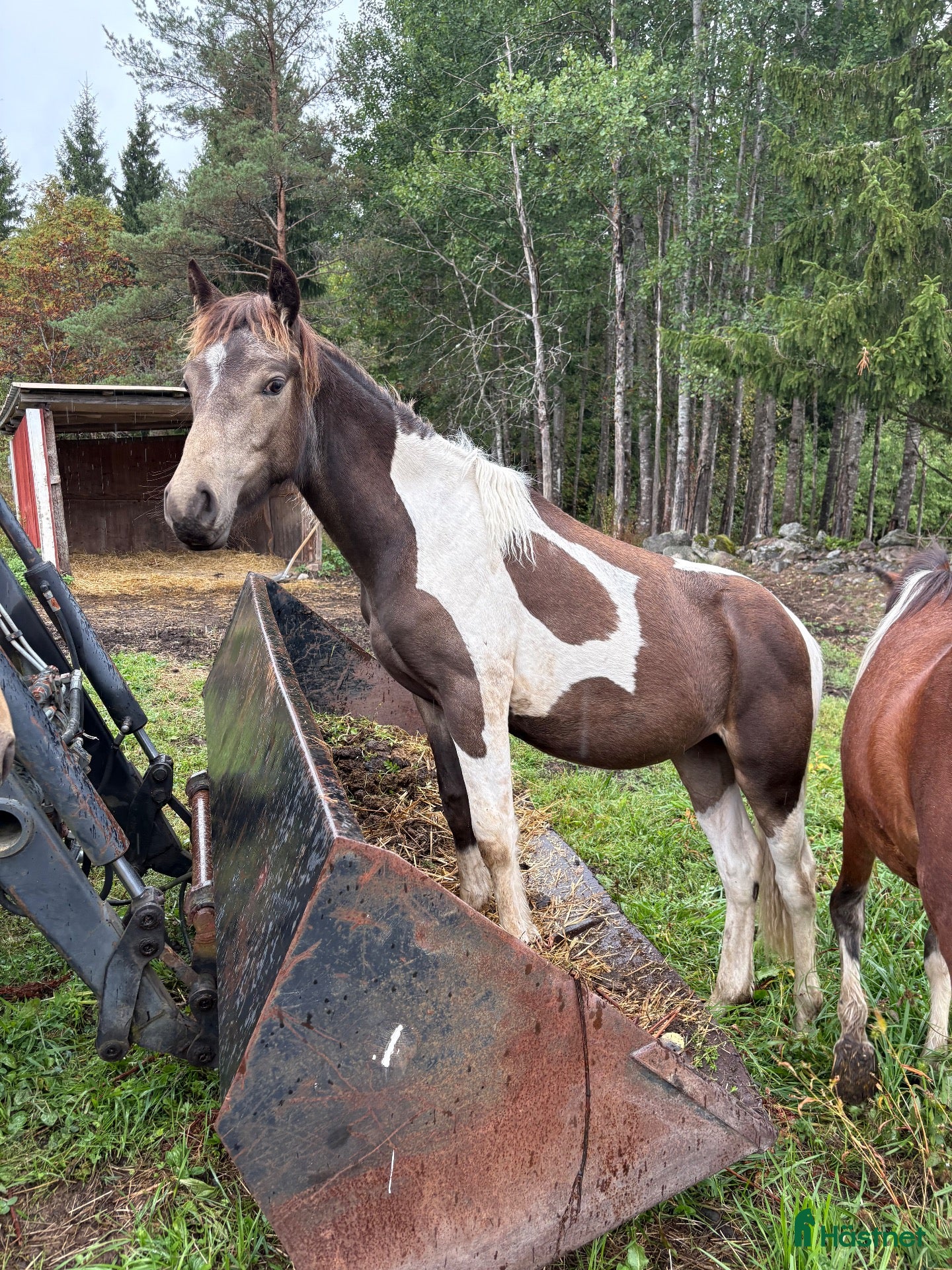  hästar Gulbrunskäck Connemarakorsning - Annons 15