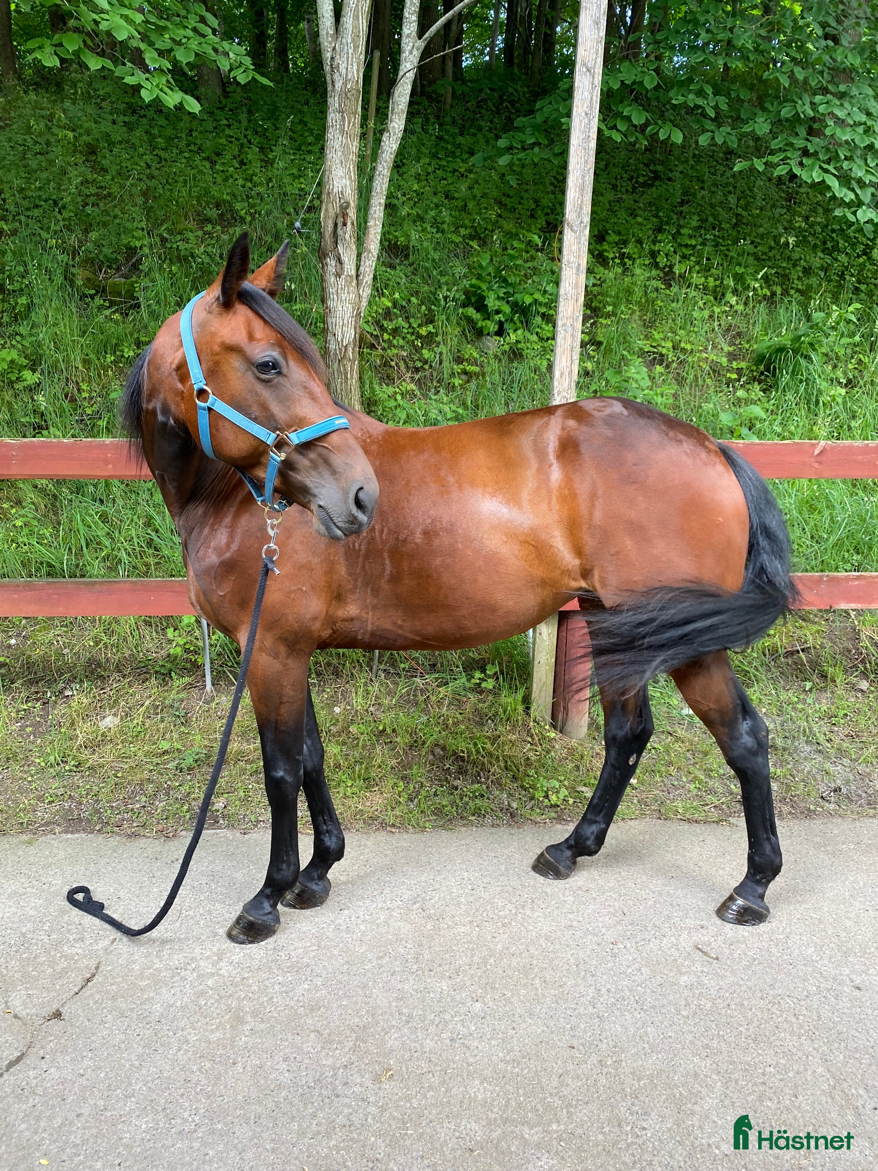 hästar Fint Varmblodssto till ridning eller sällskap.  i Nyhamnsläge - Annons 1