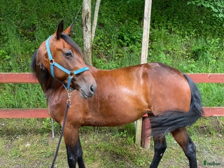 hästar Fint Varmblodssto till ridning eller sällskap. i Nyhamnsläge - Annons 2