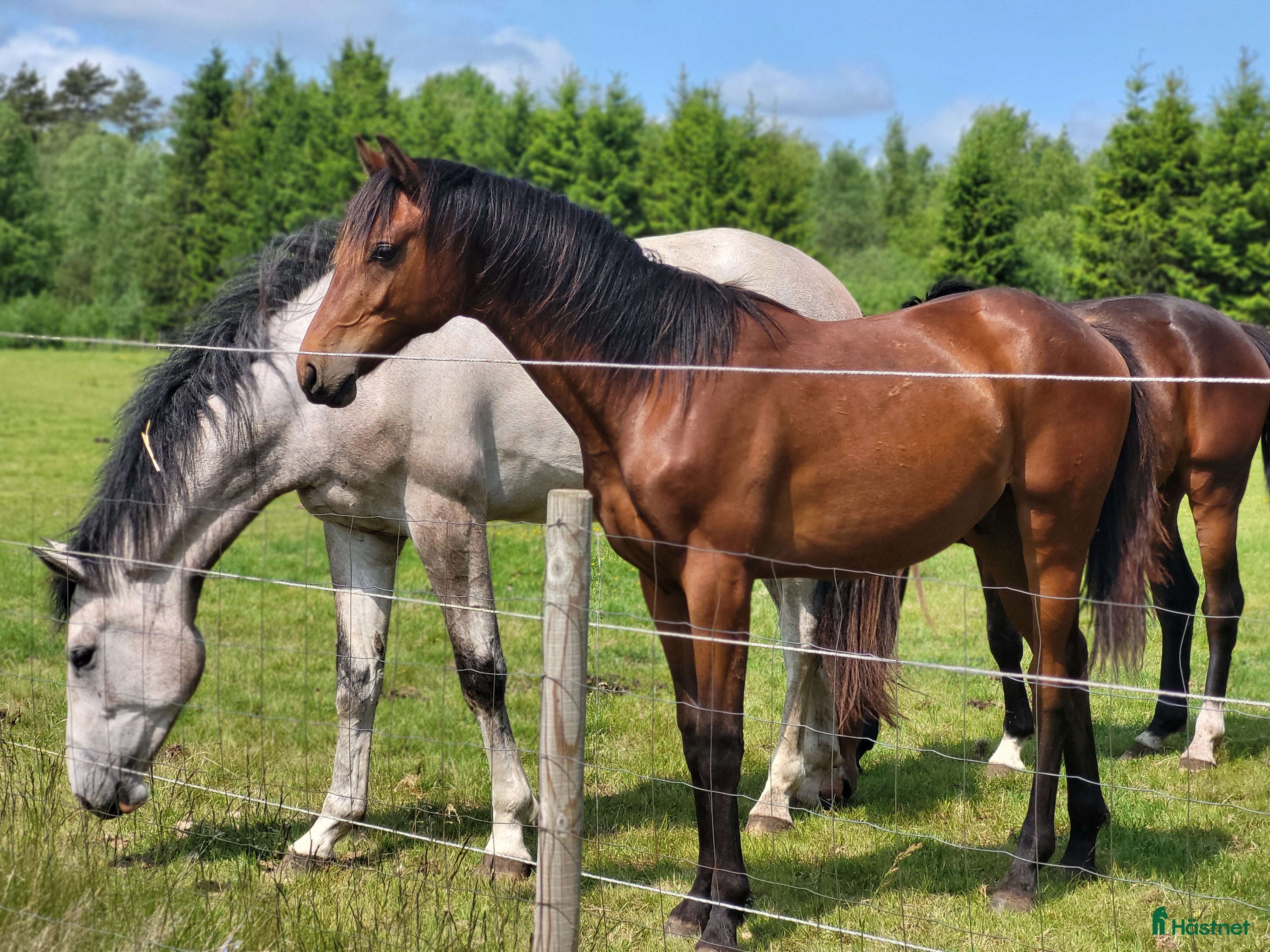  hästar Lovande blivande 2-åring  i Klippan - Annons 1
