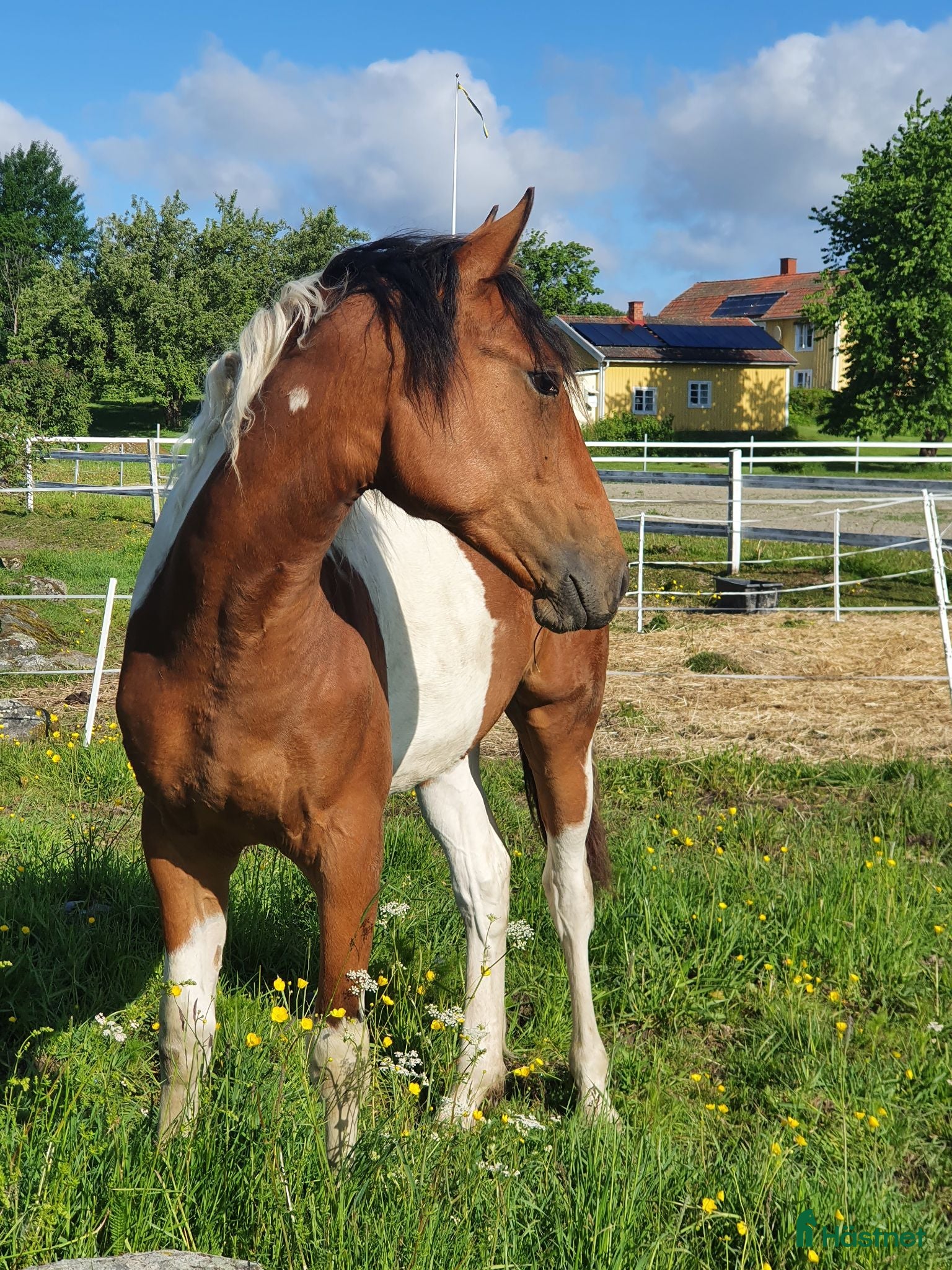  hästar Lyxig allroundhäst som står ut ur mängden - Annons 3