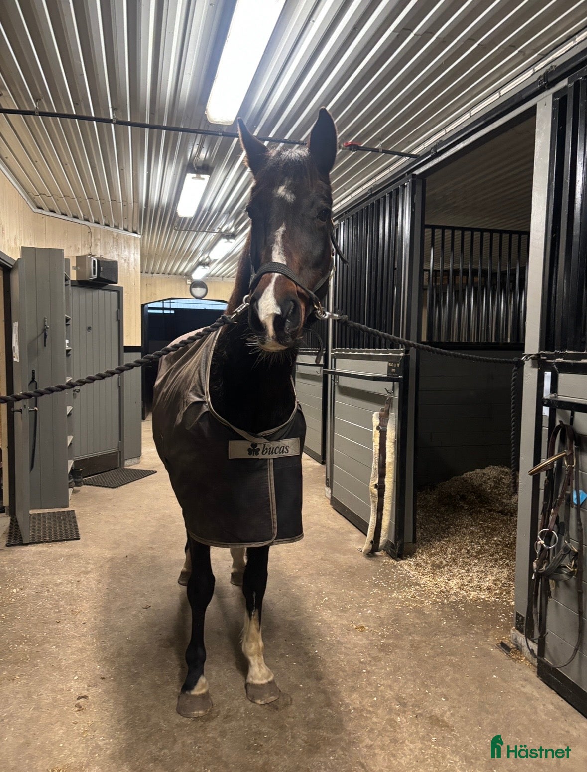  hästar Skogsmulle / avel  i Fjälkinge - Annons 20