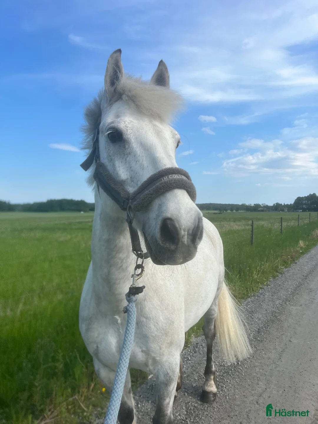 Hoppning hästar till salu: Hopptalang med ett hjärta av guld i Örebro - Annons 2