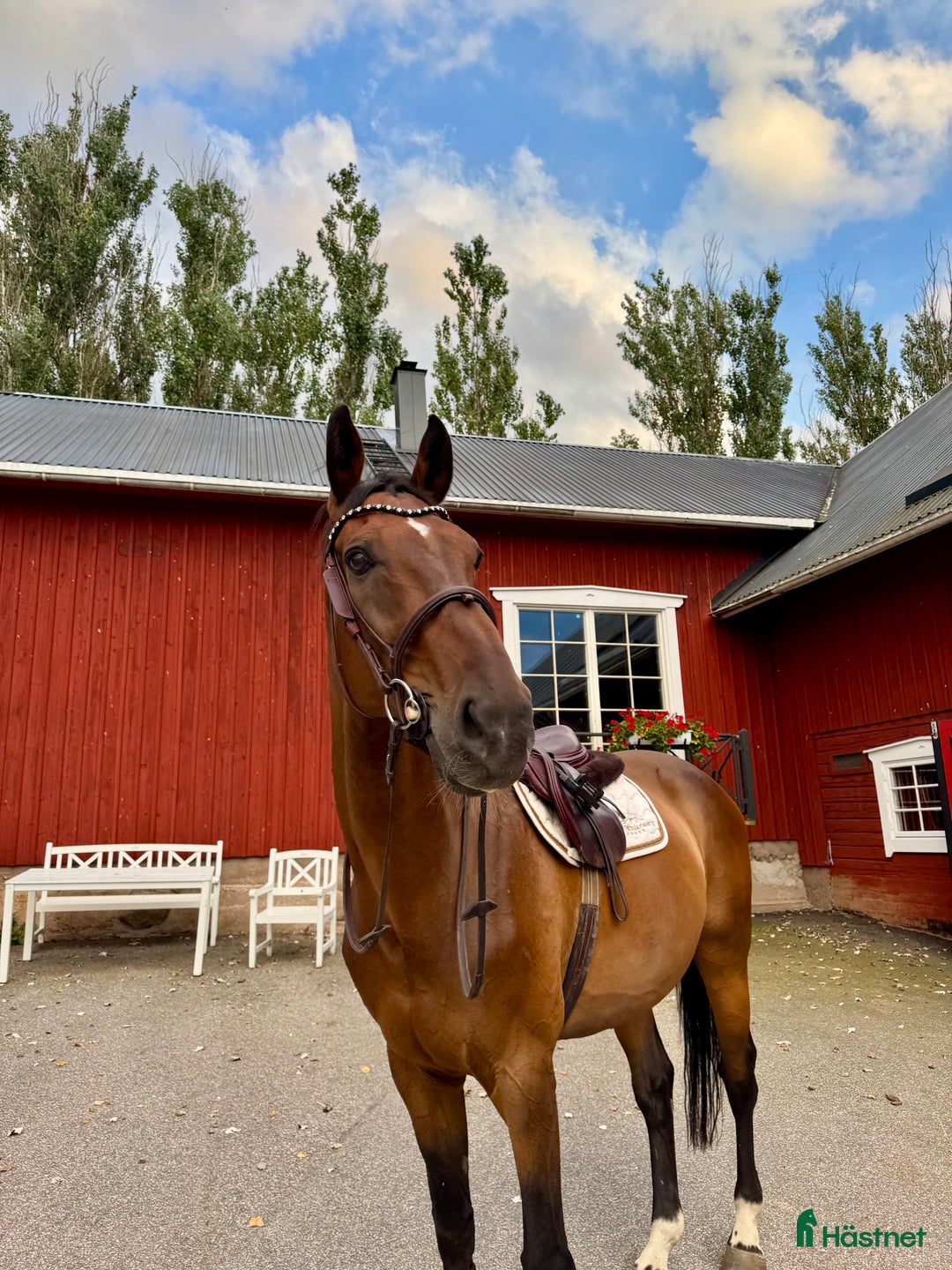 Allround hästar till salu: Perfekt allroundhäst i Vimmerby - Annons 2