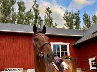 hästar i Vimmerby - Annons 11