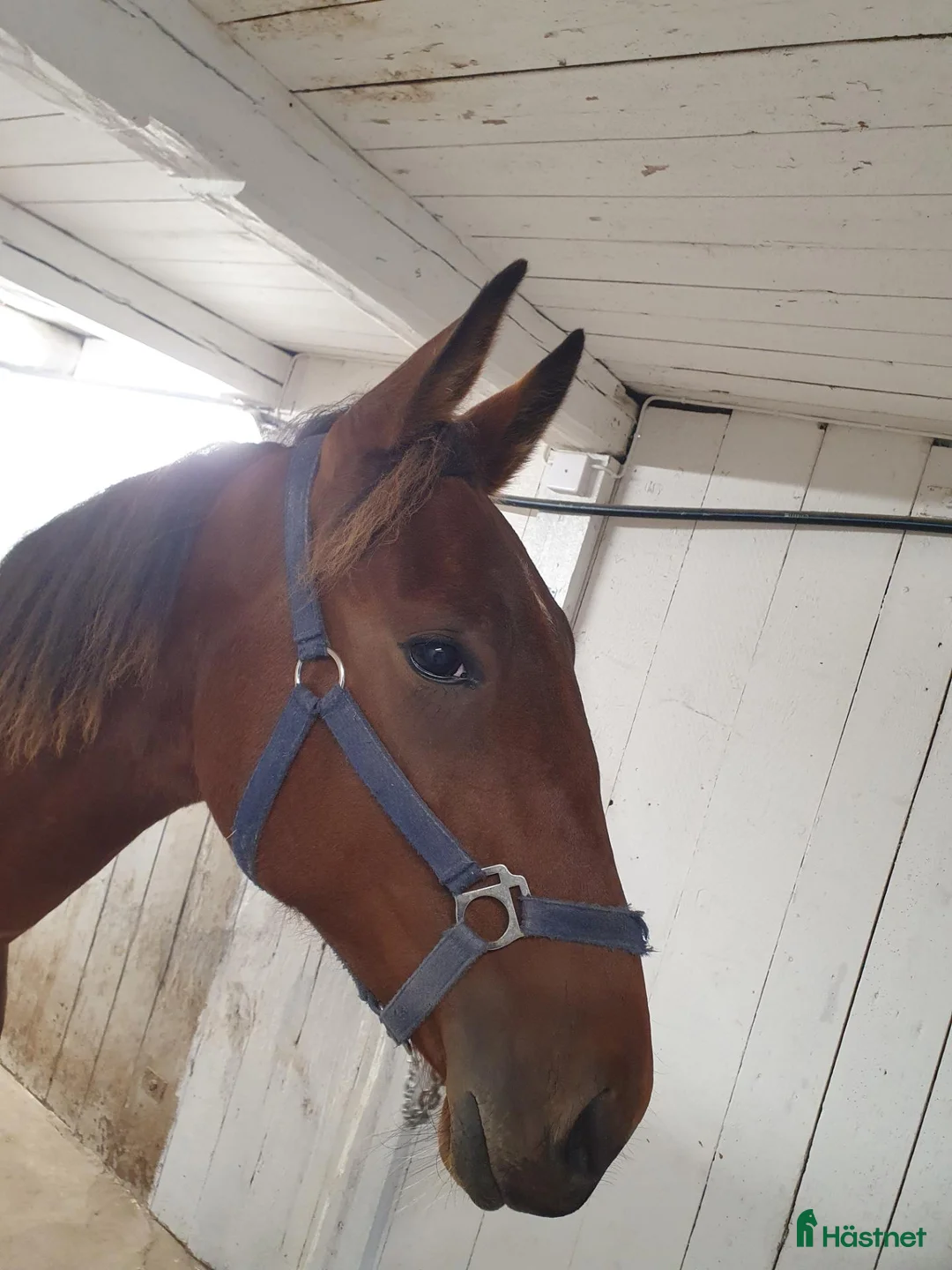 Trav hästar till salu: Hingst 1 år - Annons 5