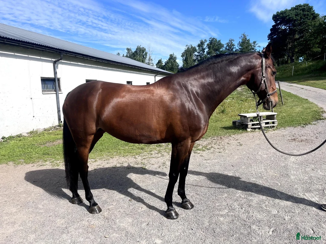 Allround hästar till salu: Lyxig allround-/tävlingshäst - Annons 1