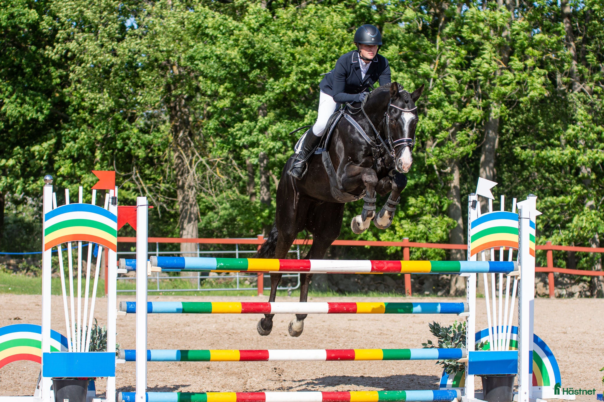  hästar Läromästare - Annons 1