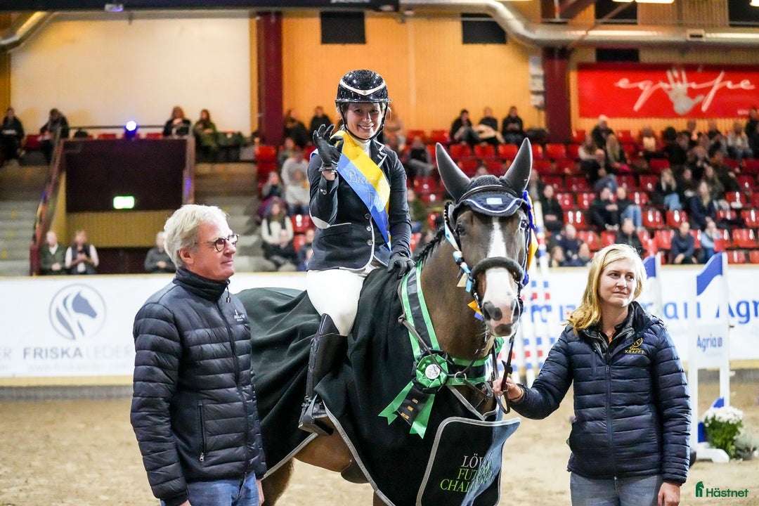 Hoppning hästar till salu: Svårklassämne till satsande ryttare  i Södertälje - Annons 4