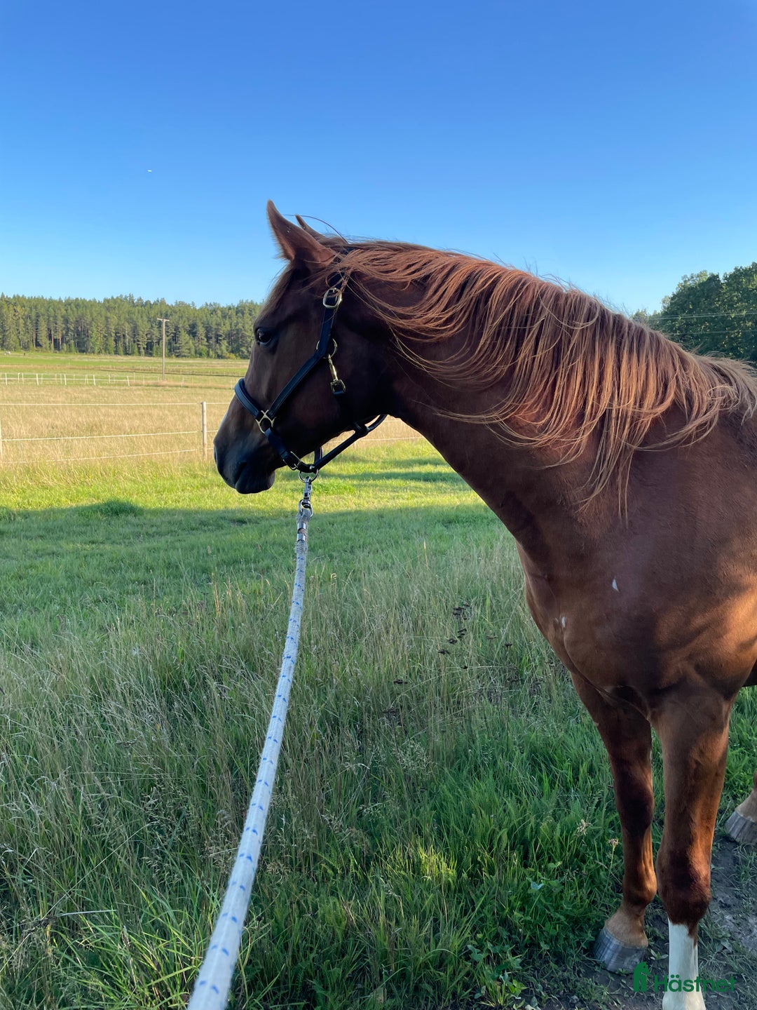 Allround hästar till salu: Elegant 2-årig valack e. Kespri DC ue. Zafferano i Bro - Annons 1