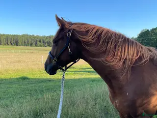 Allround hästar till salu: Elegant 3-årig valack e. Kespri DC ue. Zafferano i Bro - Annons 1
