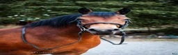  medryttarhäst finnes: Medryttarhäst till Skogsäventyr  - Annons 1