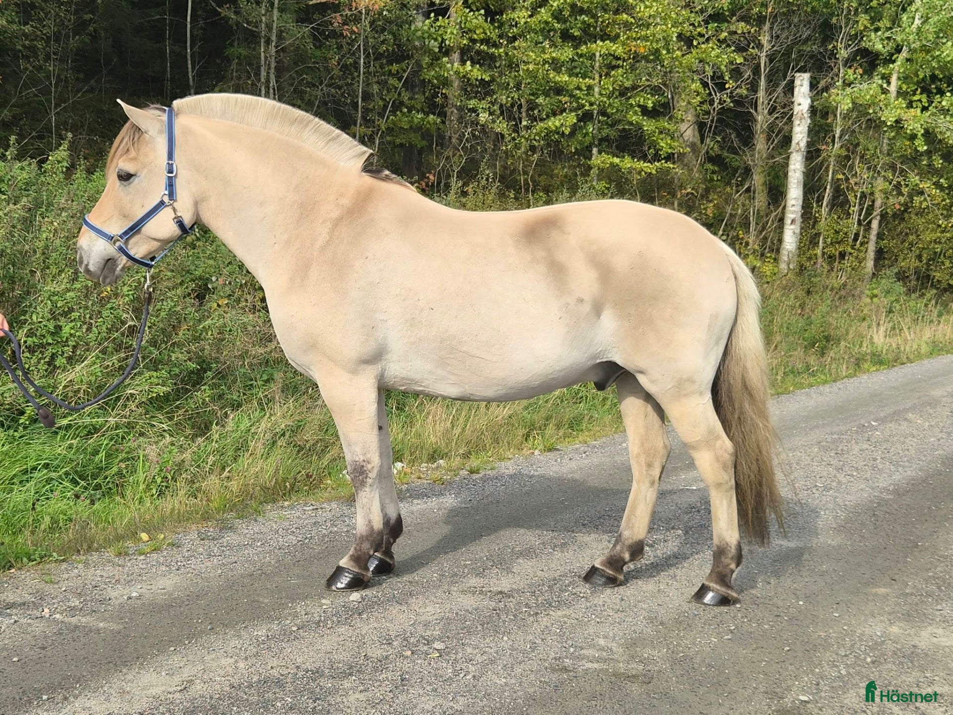  hästar Trevlig tioårig valack - Annons 1