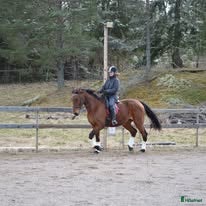  hästar Supersnäll och mysig ridtravare söker nytt hem i Edsbro - Annons 17