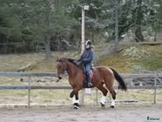 hästar Snäll o mysig ridtravare söker nytt hem - Annons 12