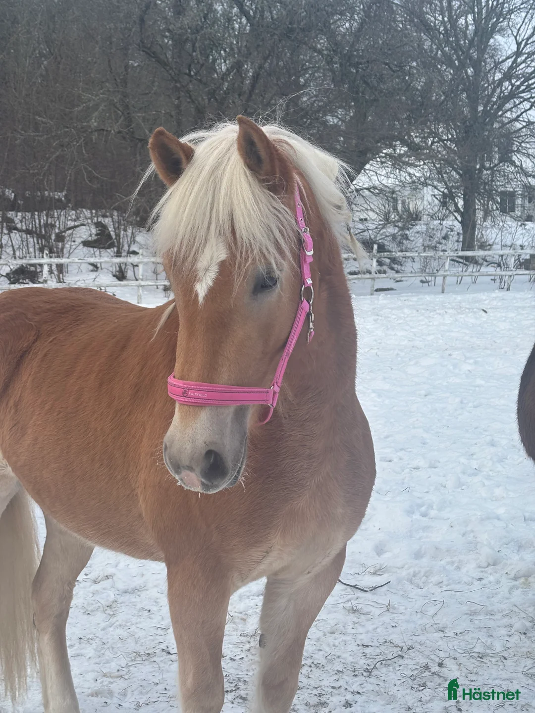 Allround hästar till salu: Fantastisk tjej att forma själv  i Bälinge - Annons 2