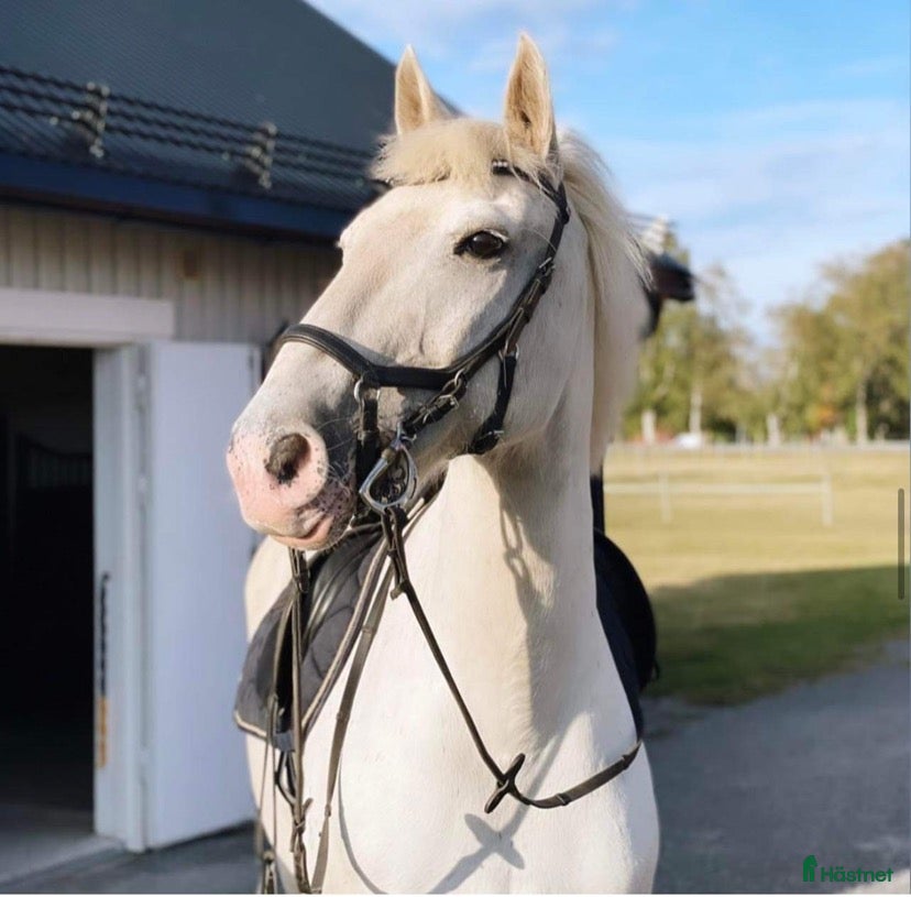Allround hästar till salu: En riktig krutgubbe 💥 - Annons 1