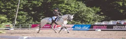 Working Equitation hästar till salu: Utvecklingsbar lusitanovalack🌟 - Annons 6