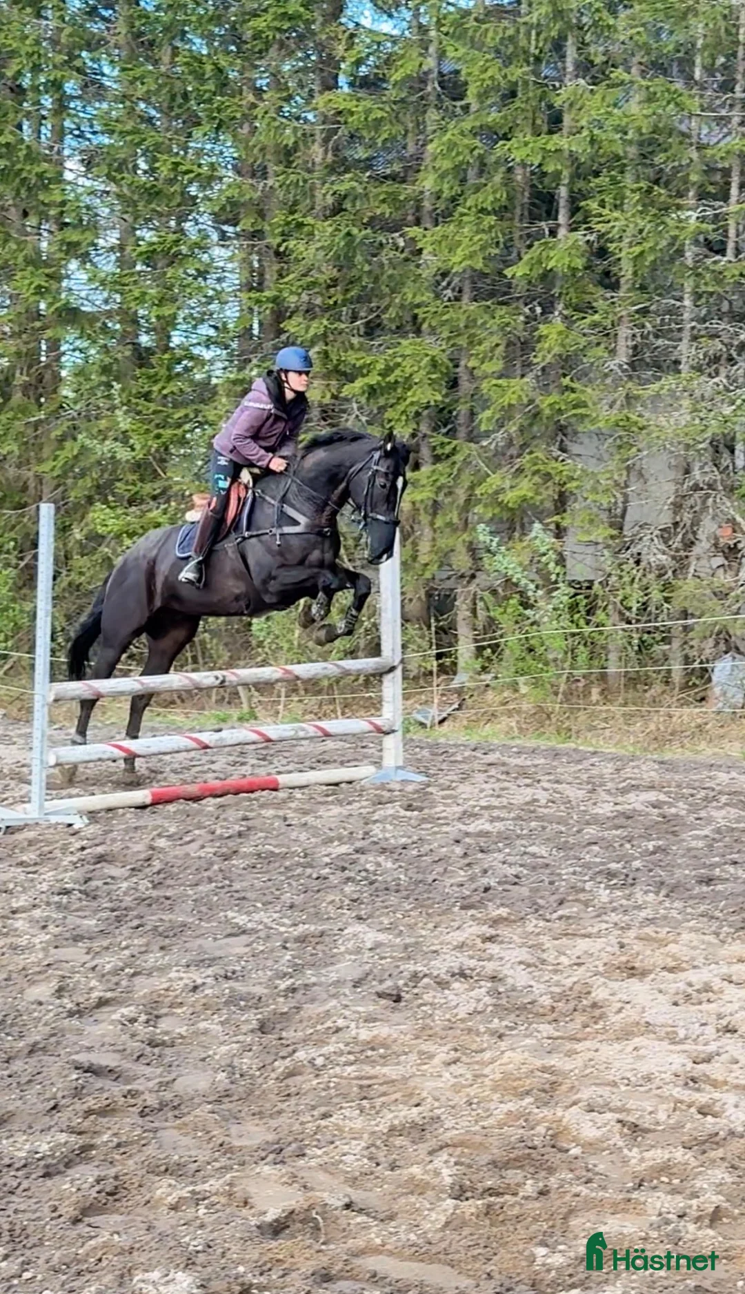 Allround hästar sökes: Foderhäst sökes i Vännäs - Annons 1