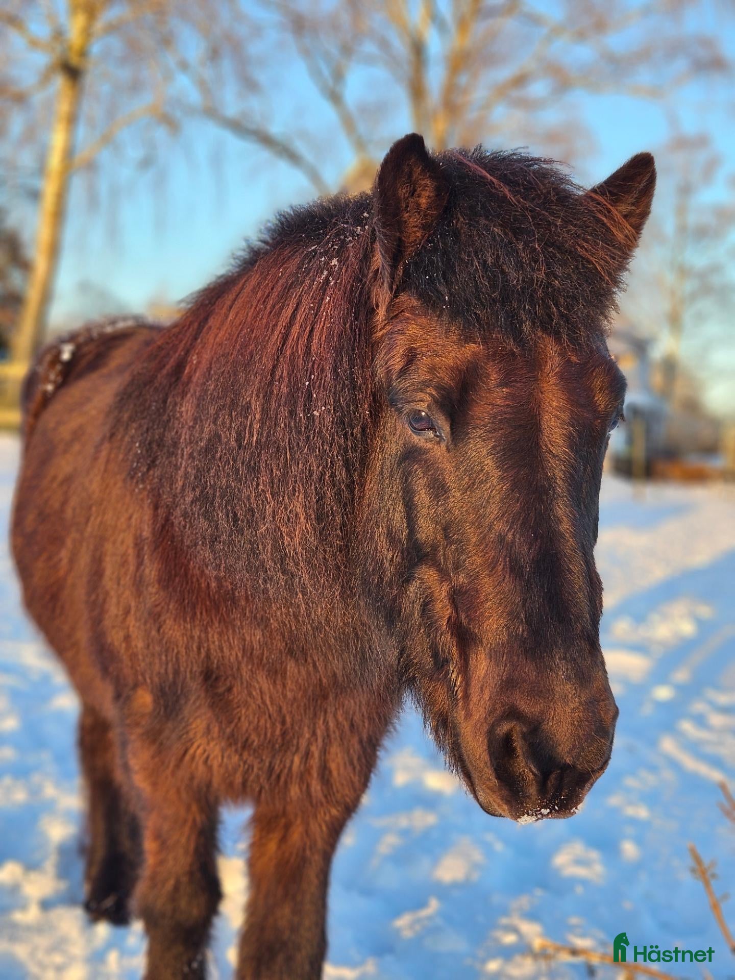  hästar Julius, Julle  - Annons 1