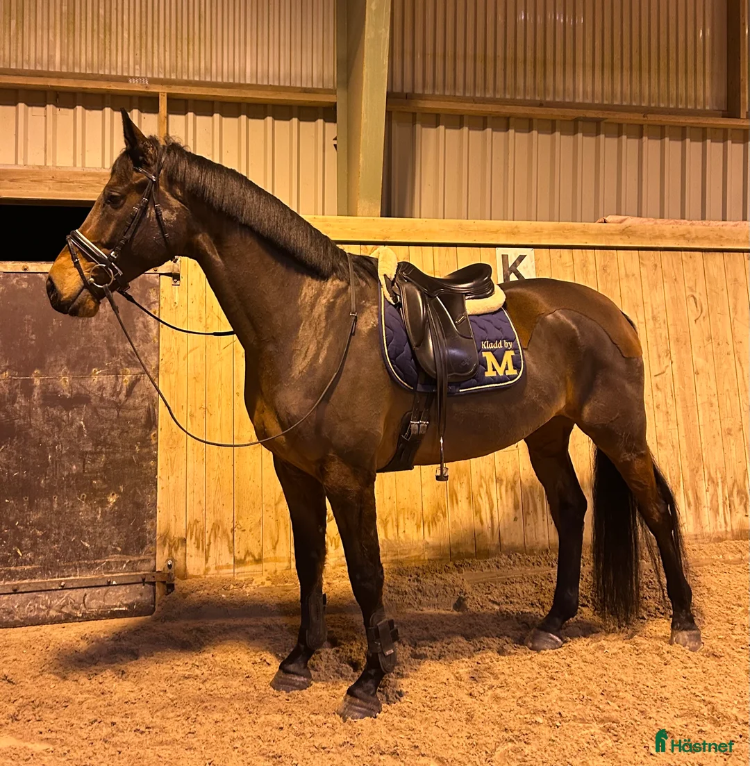 Dressyr hästar till salu: Trevlig dressyrhäst - Annons 2