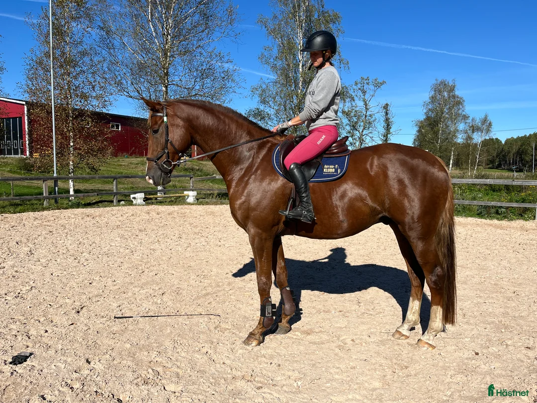 Dressyr hästar till salu: 5-årig dressyr valack i Kolmården - Annons 2