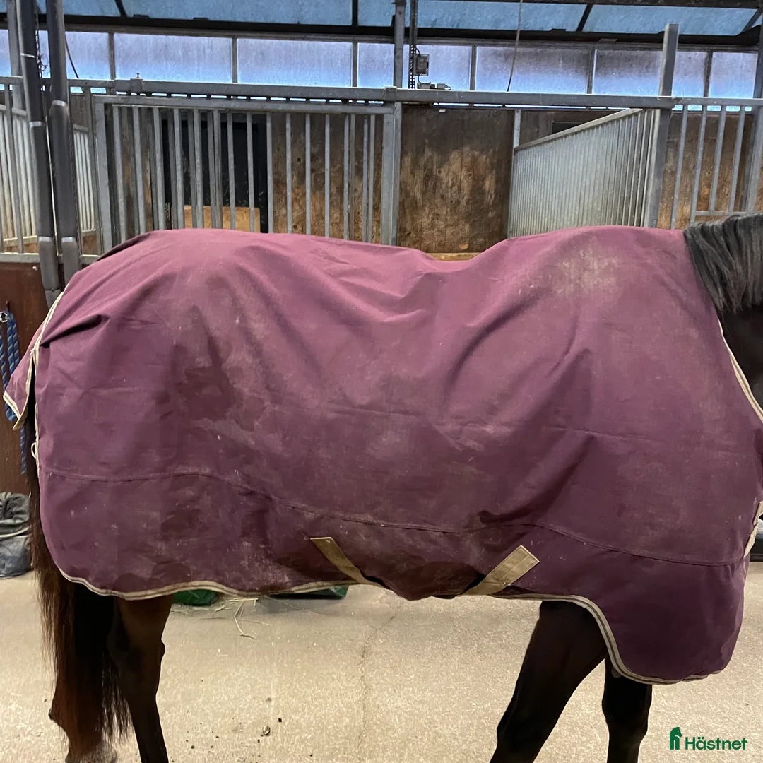 Täcken hästutrustning till salu: Amigo 0G i Gamleby - Annons 1