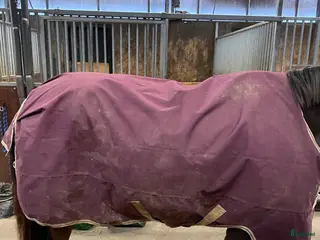 Täcken hästutrustning till salu: Amigo 0G i Gamleby - Annons 4