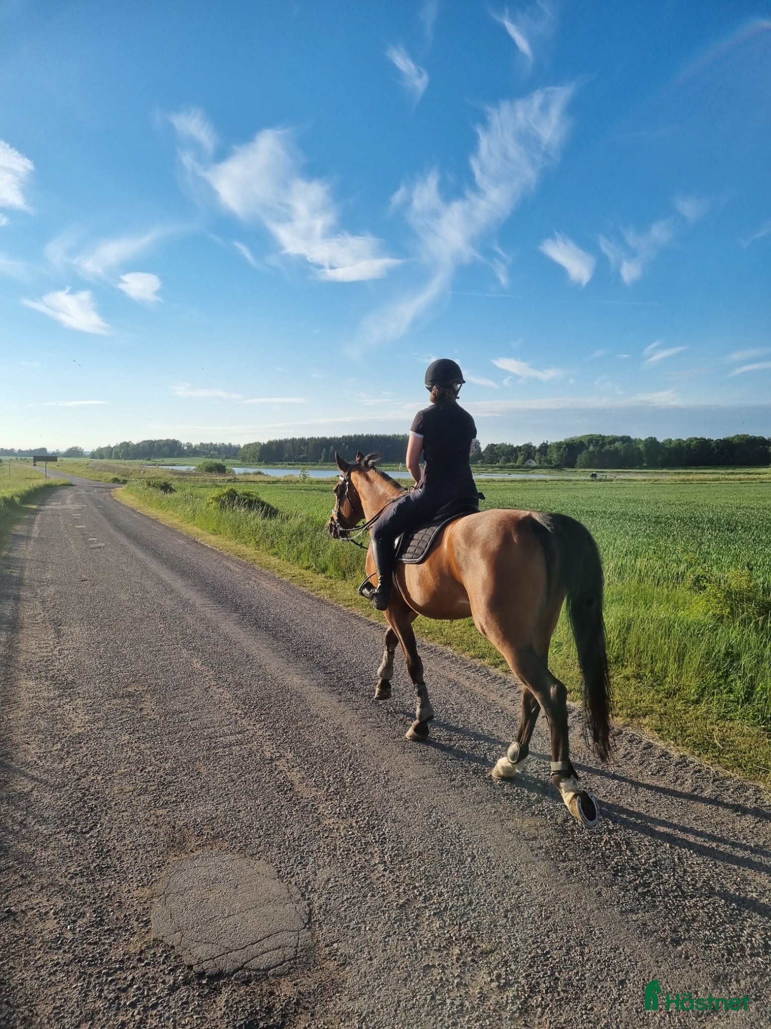  hästar Socialt och trevligt sto - Annons 3