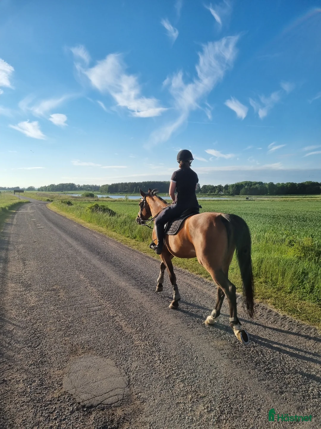 Allround hästar till salu: Socialt och trevligt sto - Annons 1