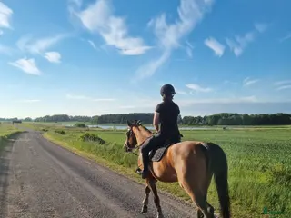 hästar Socialt och trevligt sto - Annons 1