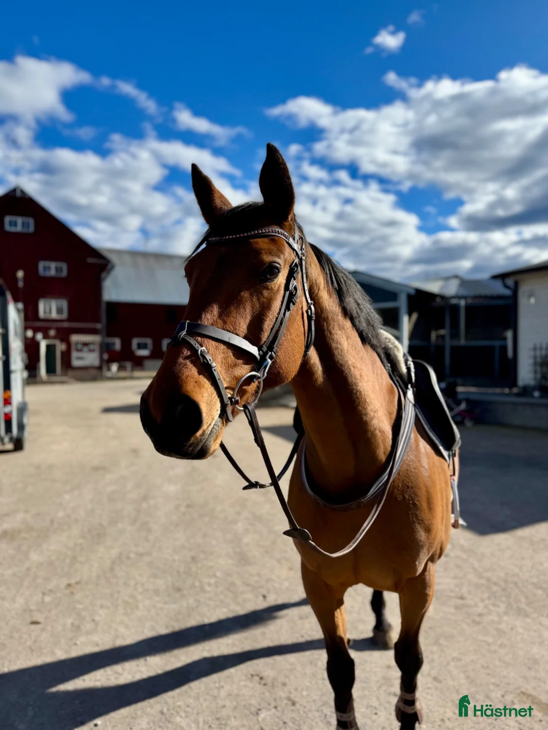 Hoppning hästar till salu: 5årigt fölsto - Annons 2