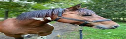 Allround hästar till salu: Kärleksfullt hem sökes  - Annons 1