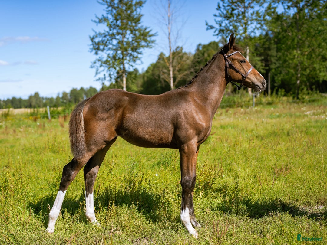 Hoppning hästar till salu: Stoföl e. Janeiro de Bieville i Örebro - Annons 2