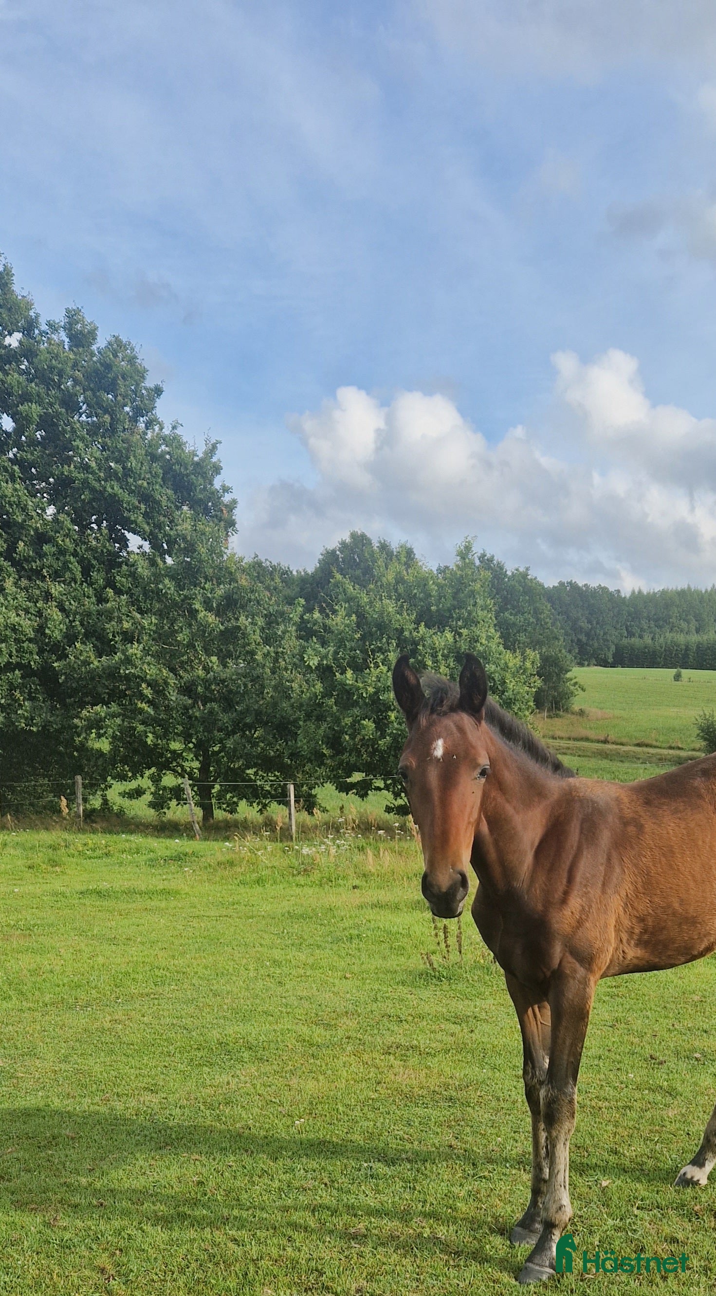  hästar Underbart stoföl e Valley i Höör - Annons 8