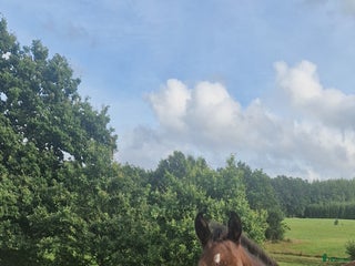 Dressyr hästar till salu: Underbart stoföl e Valley i Höör - Annons 2