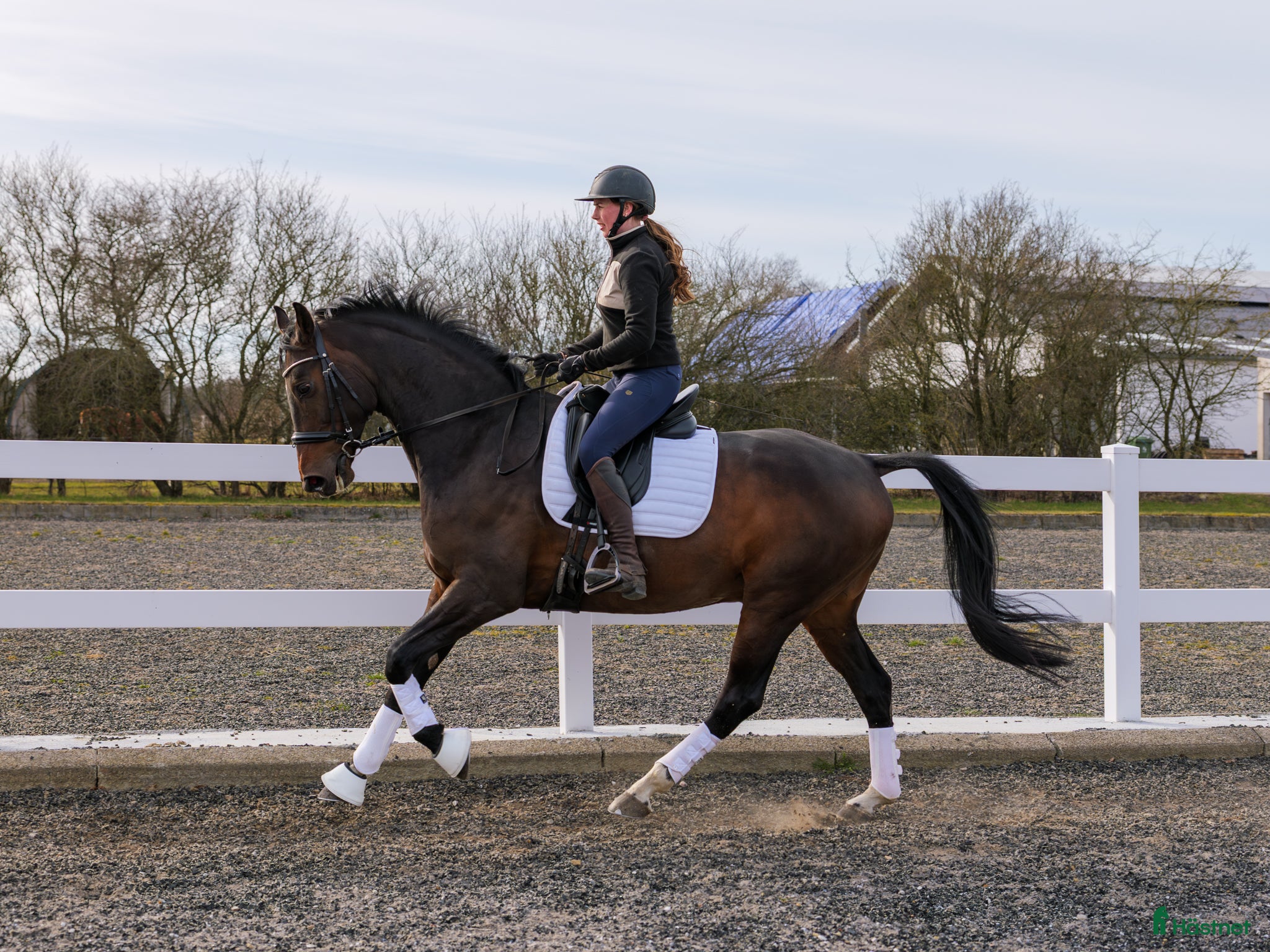  hästar Dressyrvalack - Annons 1