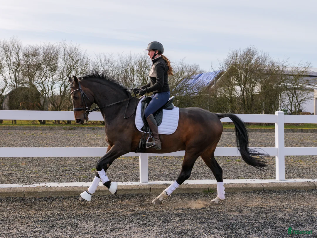 Dressyr hästar till salu: Dressyrvalack - Annons 1