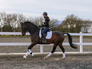 hästar Dressyrvalack - Annons 1