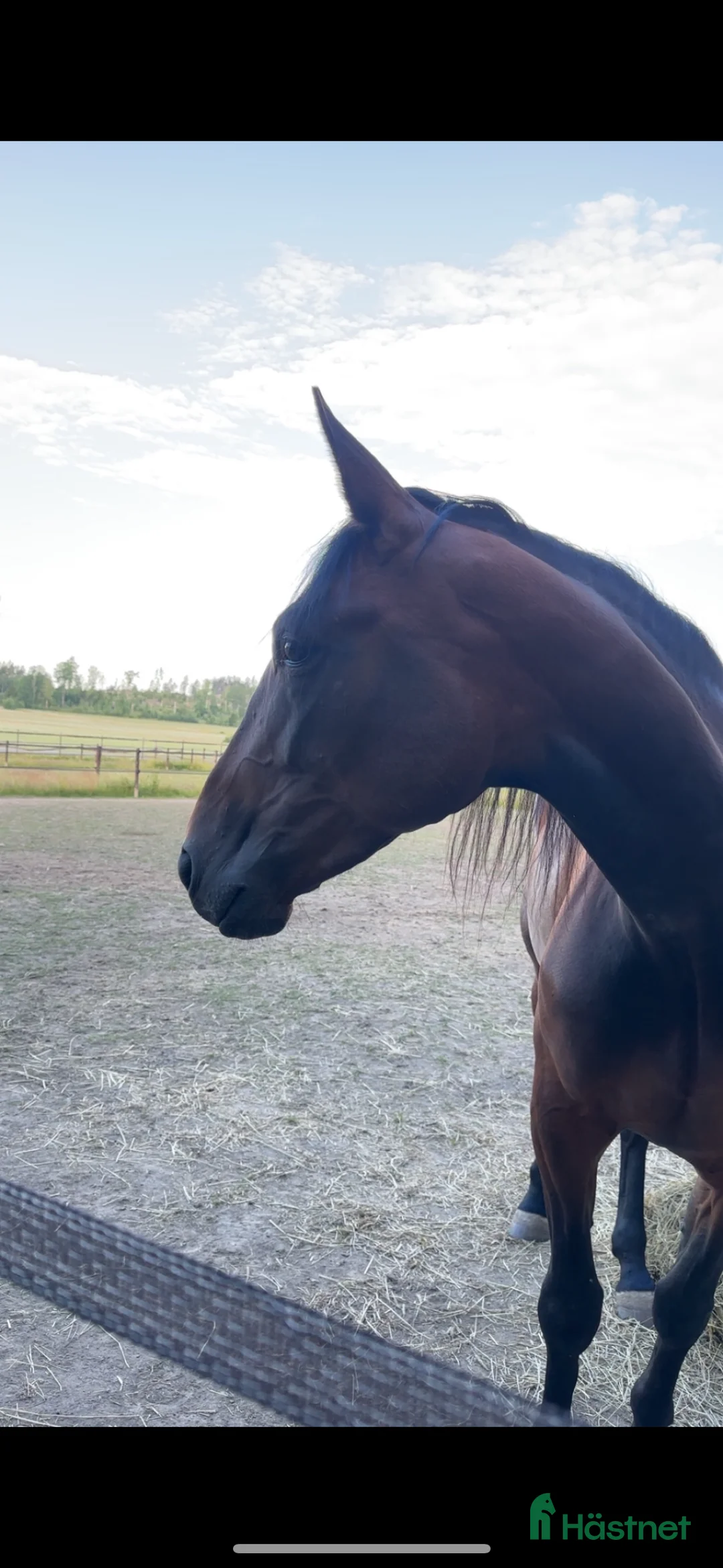 Allround hästar till salu: 5-årigt sto söker nytt hem i Ekerö - Annons 4