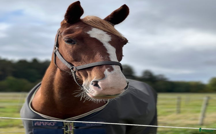  hästar Häftigt sto letar sin nästa bästa kompis  i Lundsbrunn - Annons 5
