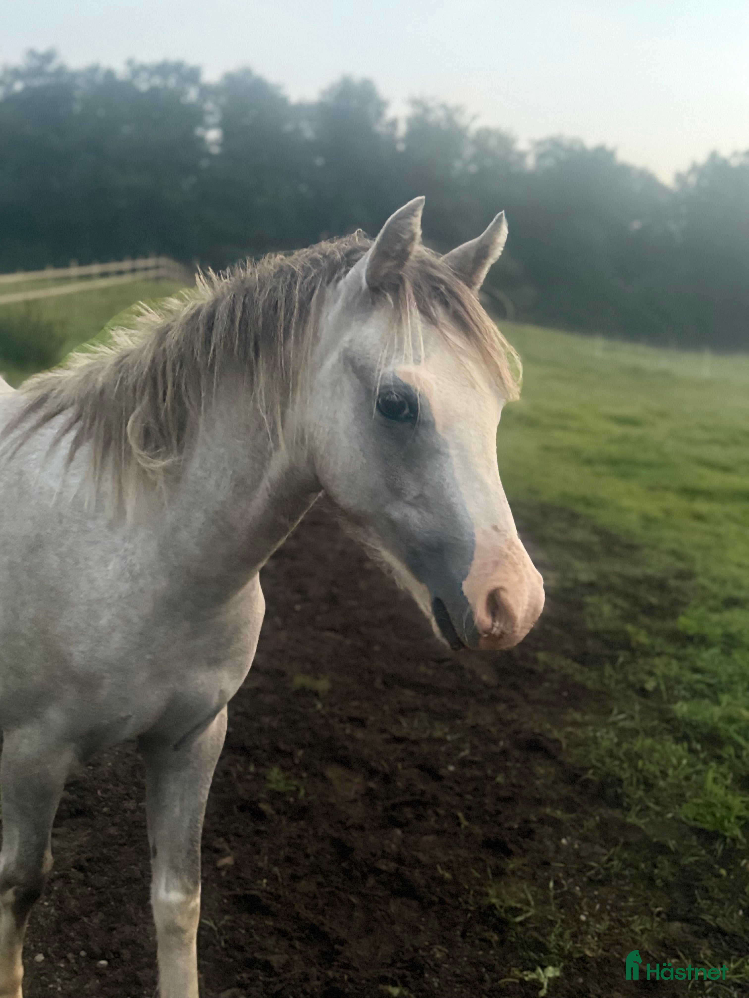  hästar Trevlig b-ponnyvalack med prestationsstam i Hjärnarp - Annons 5