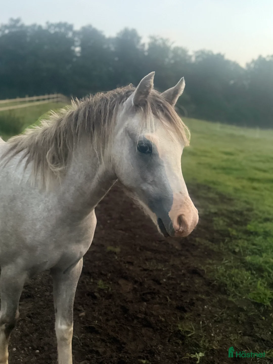 Hoppning hästar till salu: Trevlig b-ponnyvalack med prestationsstam i Hjärnarp - Annons 1