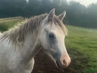 hästar Trevlig b-ponnyvalack med prestationsstam i Hjärnarp - Annons 10