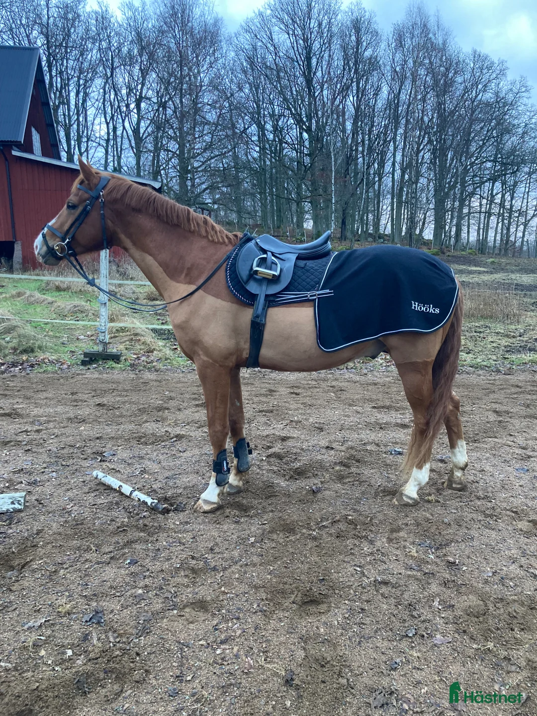 Övrigt hästar till salu: Pojken med skinn på mulen i Väckelsång - Annons 6