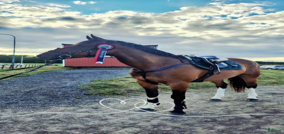 Galleribild {{count}}