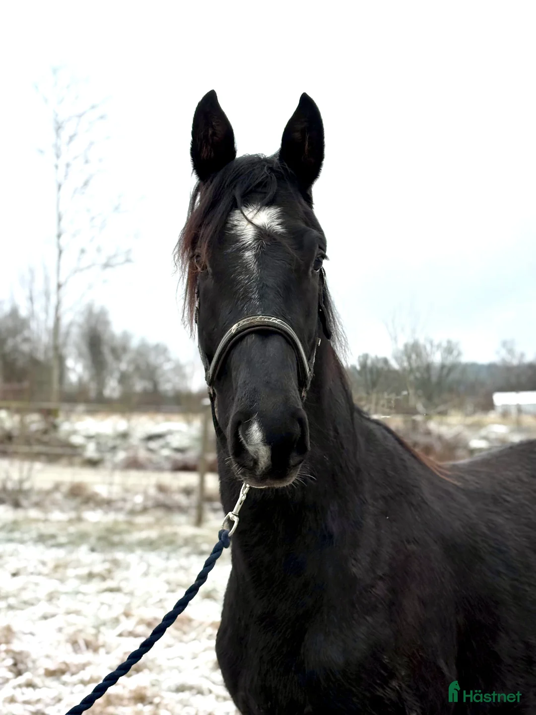 Dressyr hästar till salu: Trevlig dressyrvalack i Billdal - Annons 3