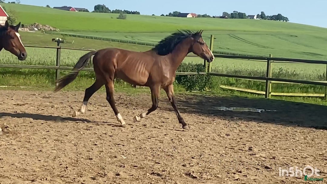 Fälttävlan hästar till salu: 2-årig valack e. Zezar Hästak- Alcatraz- Bernstein i Marieholm - Annons 3