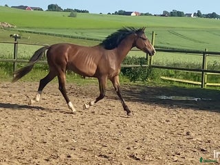 hästar i Marieholm - Annons 21