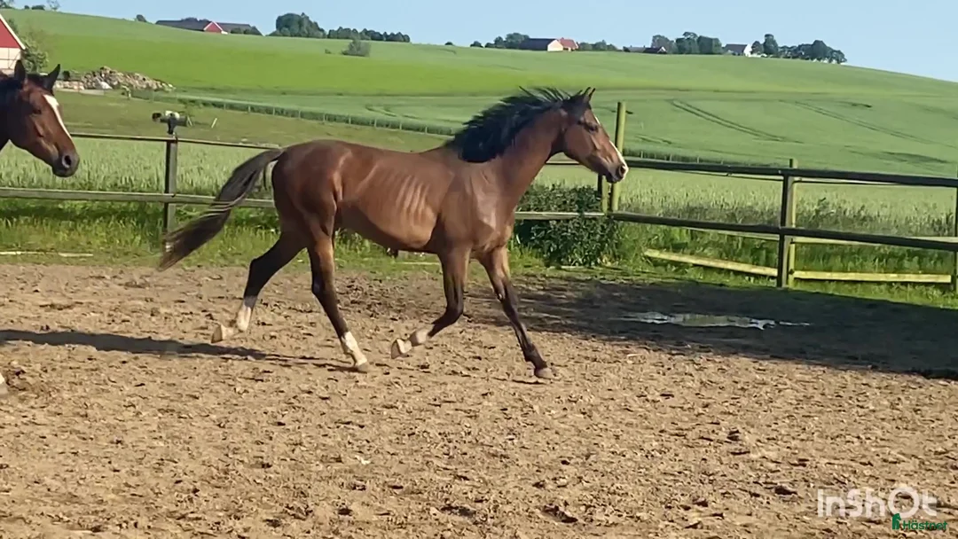 Fälttävlan hästar till salu: 2-årig valack e. Zezar Hästak- Alcatraz- Bernstein i Marieholm - Annons 3